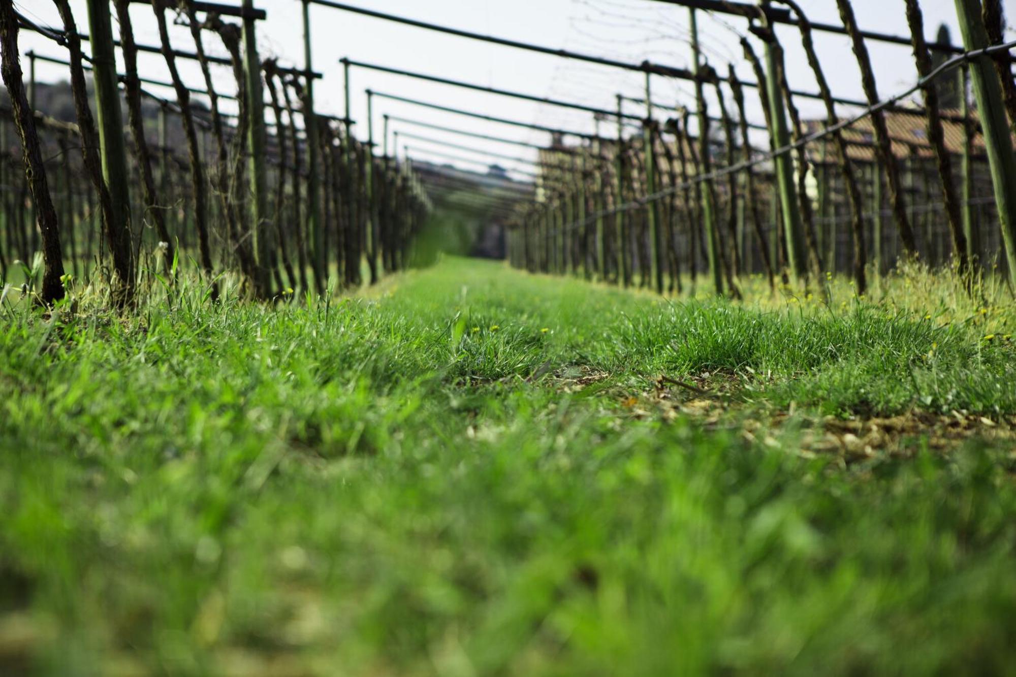 פומאנה Azienda Agrituristica Corteforte מראה חיצוני תמונה