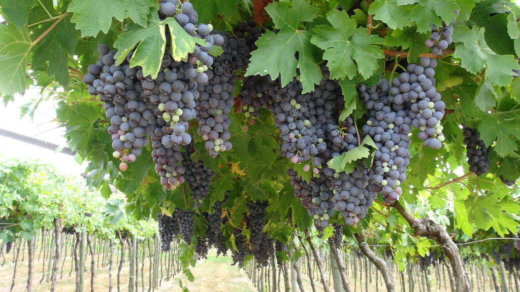 פומאנה Azienda Agrituristica Corteforte מראה חיצוני תמונה